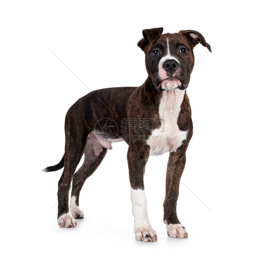 年轻的斑纹与白色的美国斯塔福德郡梗犬图片