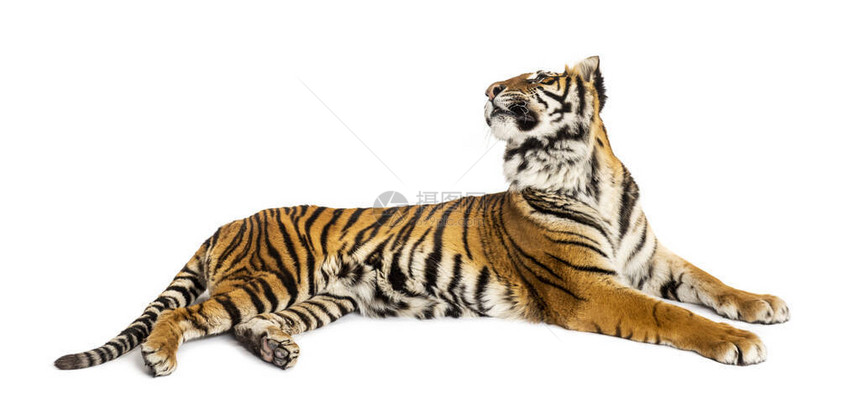 老虎躺下向后看大猫大猫图片