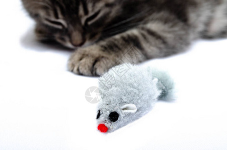 白色背景上的灰色小猫和老鼠玩具小猫躺在玩具老鼠公手在小猫图片