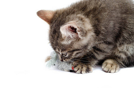 白色背景上的灰色小猫和老鼠玩具小猫躺在玩具老鼠公手在小猫图片