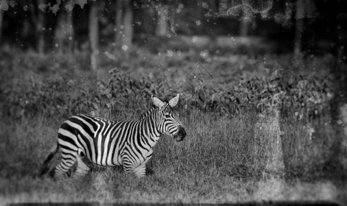 肯尼亚纳库鲁公园的斑马图片