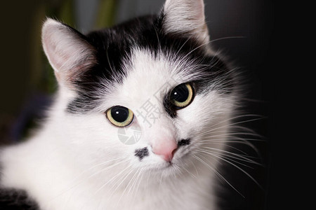 猫黑白肖像特写图片