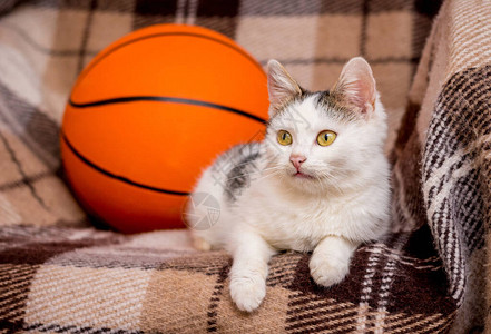 白猫坐在篮球赛旁边的摇椅上在篮球广图片