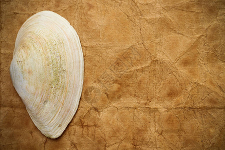 复古纸背景上的海贝壳图片