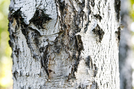 白色和黑色树皮特写背景纹理桦树皮图片
