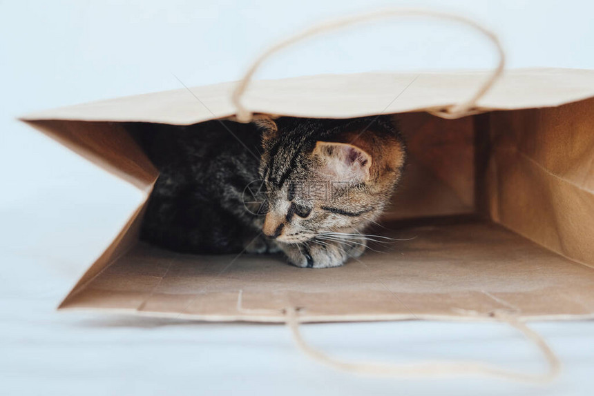 欧洲短发小猫在纸袋里玩耍和躲藏图片