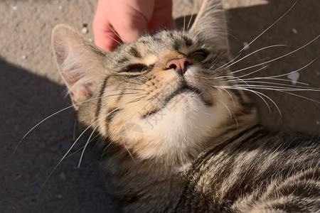 可爱的小猫想玩耍和抚摸图片