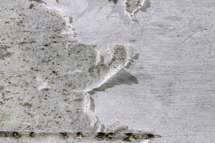 白桦树皮的特写背景或纹理白色和棕色抽象背景添图片