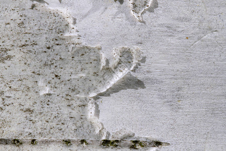 白桦树皮的特写背景或纹理白色和棕色抽象背景添图片