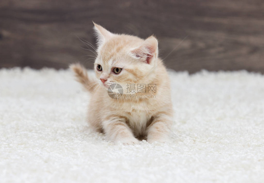 英国小猫站在毛的地毯图片