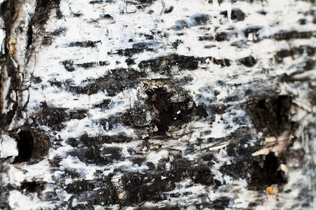 Birch树皮的纹理天然图片