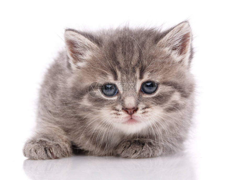 白背景的小灰猫蓝眼睛的猫图片
