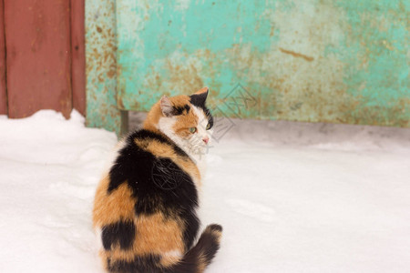 美丽的三色猫坐在雪地里图片