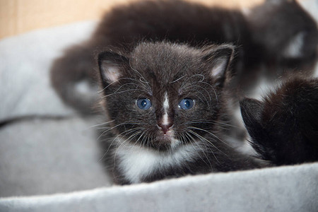 小黑猫在盒子里图片