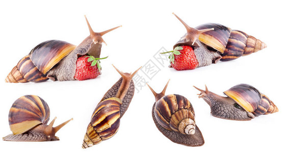 非洲巨型陆地蜗牛Achatinafulica以图片