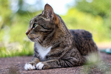 雄鲭鱼虎斑猫在外面玩耍图片