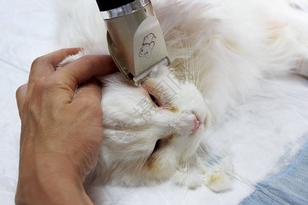 白色缅因猫眼睑先天扭曲的手术矫正报道拍摄初始阶段兽医诊图片