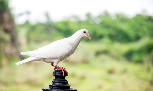海鸥公园里的白色自由鸟背景图片