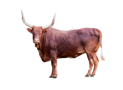 孤立在白色上的单头公牛背景图片