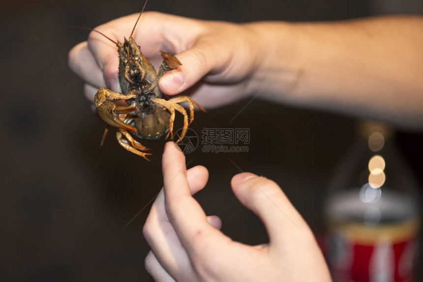 手握爪子的龙虾活生图片