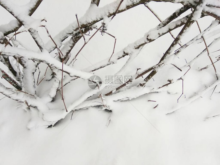 雪中的冬季景观树枝图片