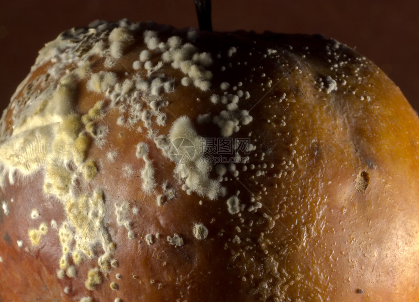 在老的腐烂苹果通常被称为水果花皮肤上生长图片