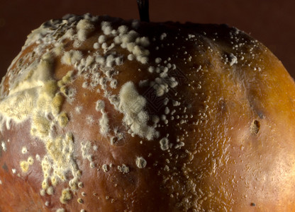 在老的腐烂苹果通常被称为水果花皮肤上生长图片