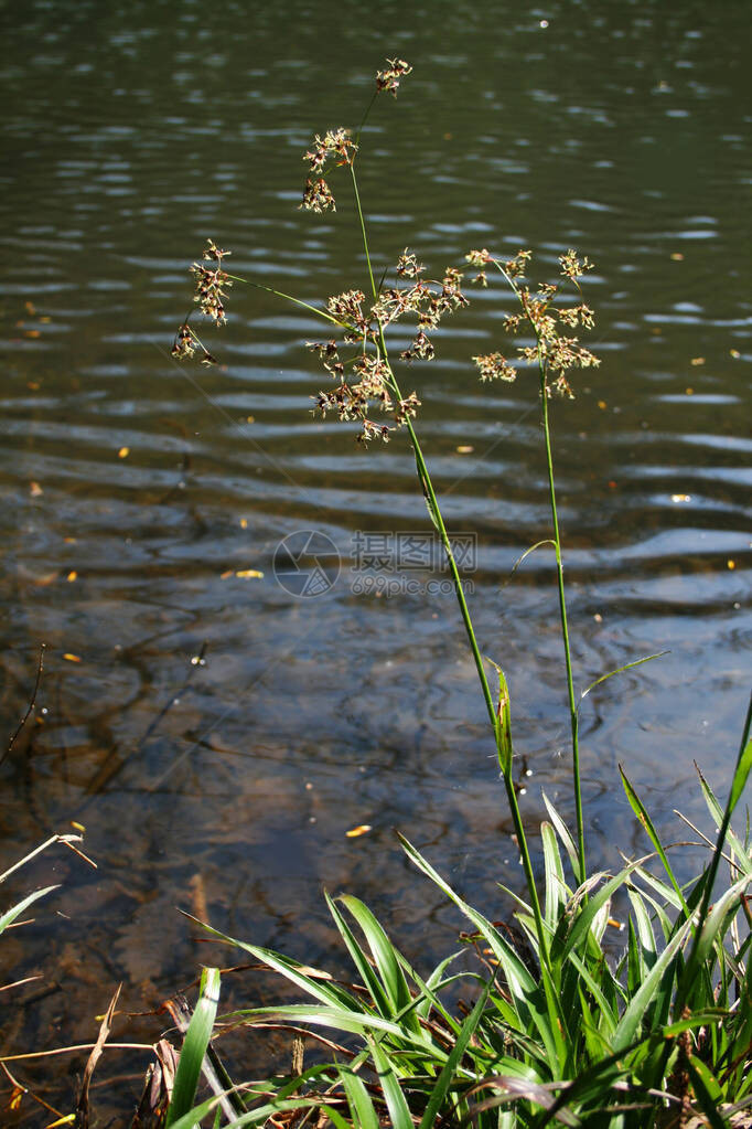 河边的一株月桂植物图片