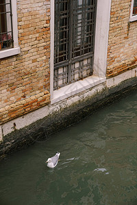 海鸥在威尼斯运河上游泳图片