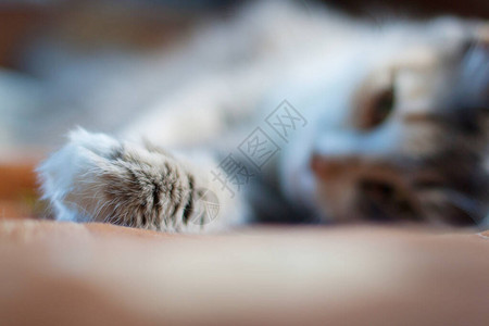 家养灰猫睡沙发专注于爪子图片