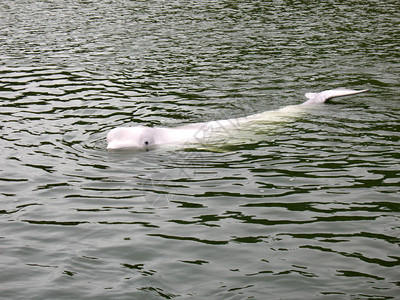 该物种是一种极地海豚图片