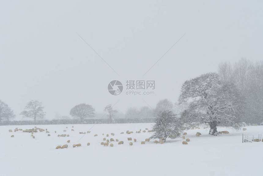 雪天在田野里的羊图片