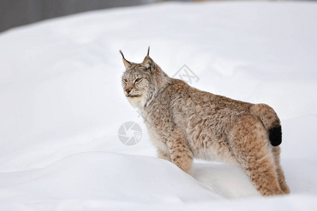 在自然中的积雪上站立的林克斯图片
