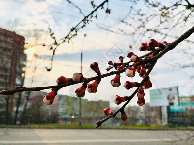 城市背景前的樱花花苞图片