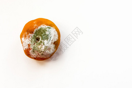 发霉腐烂的橙色橘子柑橘类水果的水平图像图片