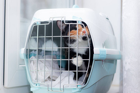 这只猫坐在动物笼子里宠物动物运输关于动物运输的文章成年玳瑁猫图片