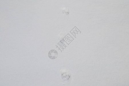 白色雪地上据称有猫的痕迹图片