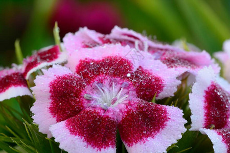 粉红白甜美威廉dianthusBarbabatus花朵在水滴中覆图片