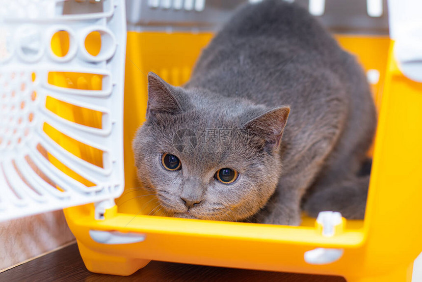 这只猫正坐在动物笼子里宠物动物运输关于动物运输的文章宠物的安全图片