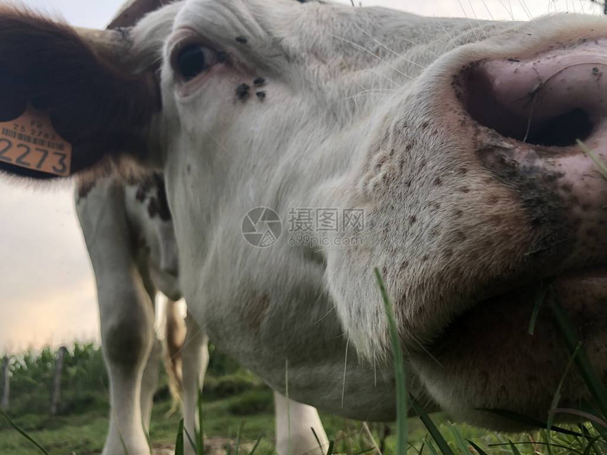 最接近的地方是蒙贝利阿德牛是一群红派奶牛在法国东部弗朗切康特地区布戈涅的多图片