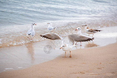 鸽子沿着海边行走其中图片