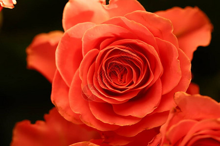 粉色玫瑰美丽的玫图片