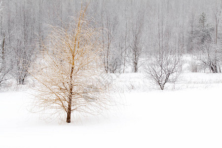 在雪域的垂柳树图片