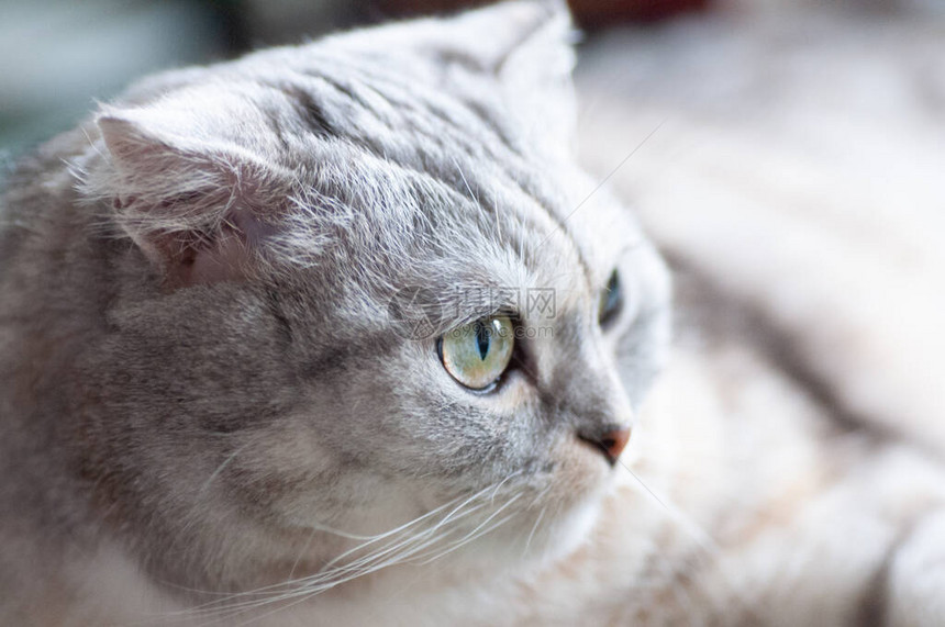 毛发灰色的美丽的成年猫育种苏格兰面团图片