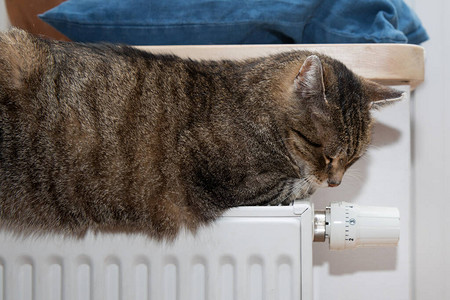 猫在散热器上图片