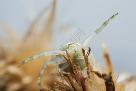 金律螃蟹蜘蛛图片