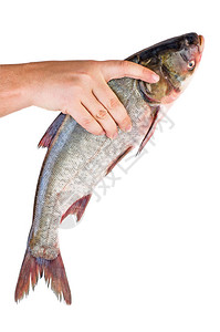 长吊捕食新鲜的银鱼孤立图片