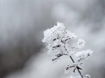 在寒冷的冬天关闭带有冰晶的冷冻植物图片