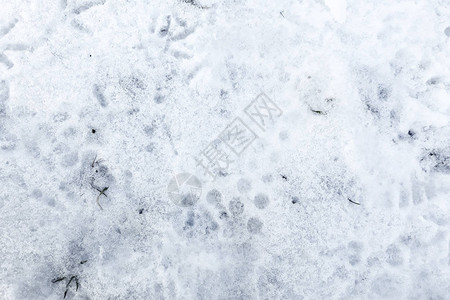 雪中鸟狗和人的踪迹图片