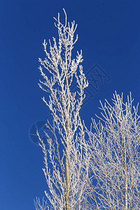 在白雪皑的气氛中树枝上覆盖着白霜图片